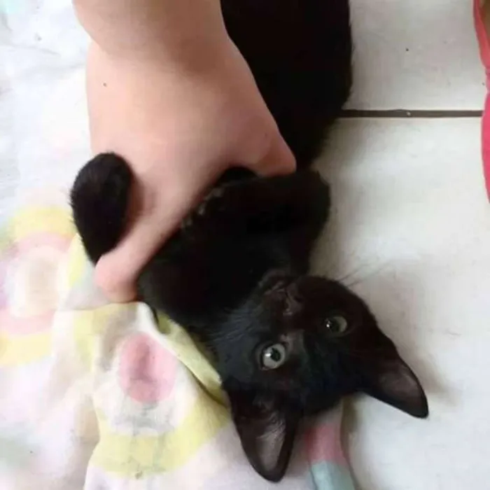 Gato ra a vira lata idade Abaixo de 2 meses nome serena