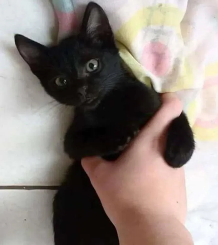 Gato ra a vira lata idade Abaixo de 2 meses nome serena