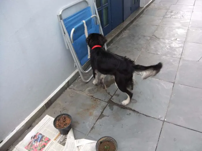 Cachorro raça SRD idade 2 a 6 meses nome Juquinha