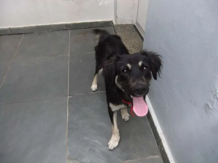 Cachorro raça SRD idade 2 a 6 meses nome Juquinha