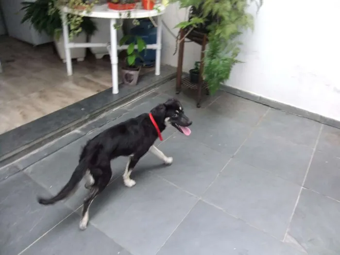 Cachorro raça SRD idade 2 a 6 meses nome Juquinha