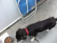 Cachorro raça SRD idade 2 a 6 meses nome Juquinha