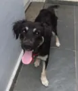 Cachorro raça SRD idade 2 a 6 meses nome Juquinha