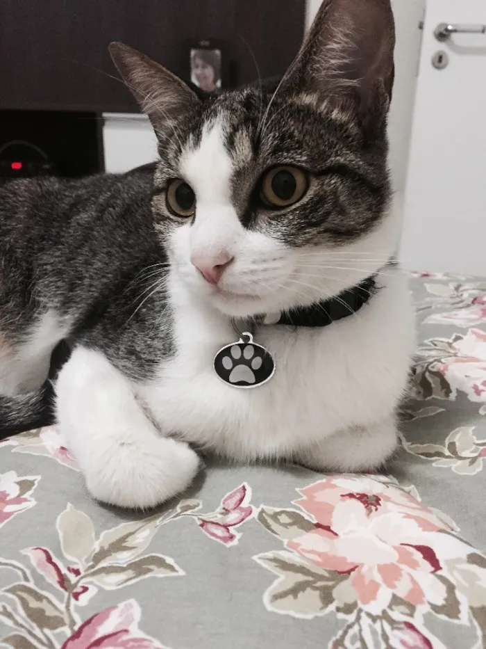 Gato ra a Sem raça definida  idade 2 anos nome Luy