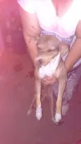 Não tem são filhotes 