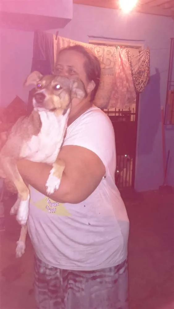 Cachorro ra a Misturado labrador com virata idade Abaixo de 2 meses nome Não tem são filhotes 