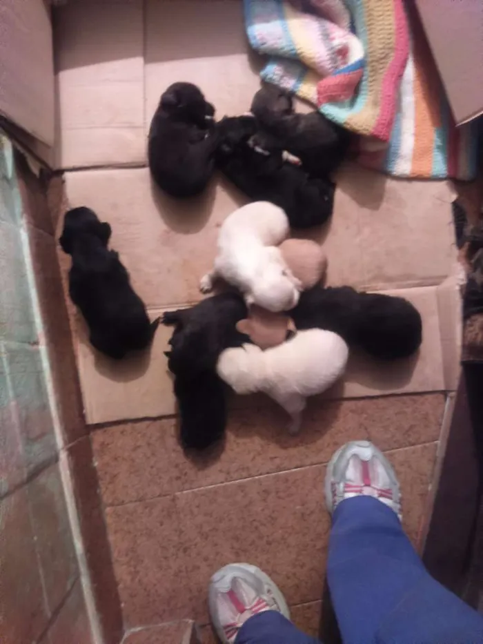 Cachorro ra a Misturado labrador com virata idade Abaixo de 2 meses nome Não tem são filhotes 