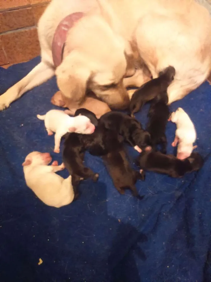 Cachorro ra a Misturado labrador com virata idade Abaixo de 2 meses nome Não tem são filhotes 