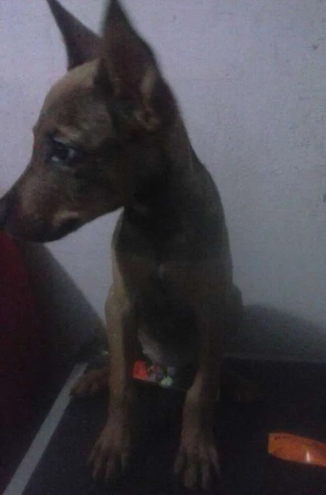 Cachorro raça Não identificada idade 2 a 6 meses nome Louck