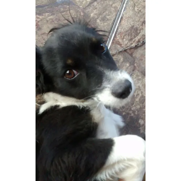 Cachorro raça Wazlawik idade  nome Atena