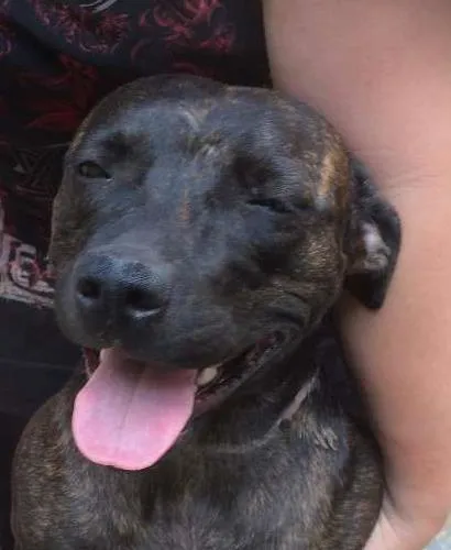 Cachorro ra a Pit-Bull idade 7 a 11 meses nome Thuana