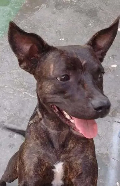 Cachorro ra a Pit-Bull idade 7 a 11 meses nome Thuana