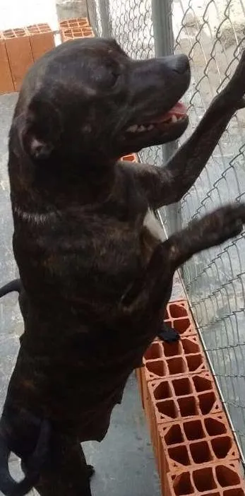Cachorro ra a Pit-Bull idade 7 a 11 meses nome Thuana