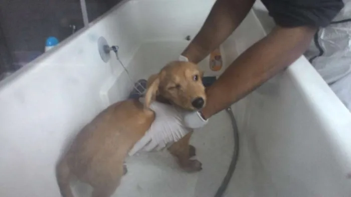 Cachorro ra a SRD idade 2 a 6 meses nome Brigadeiro Iago
