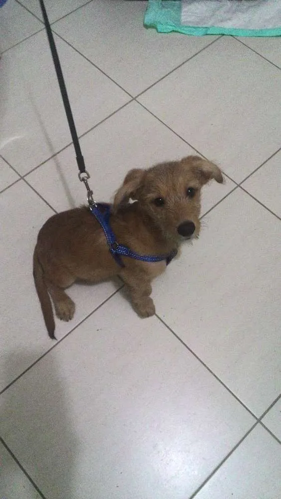 Cachorro ra a SRD idade 2 a 6 meses nome Brigadeiro Iago