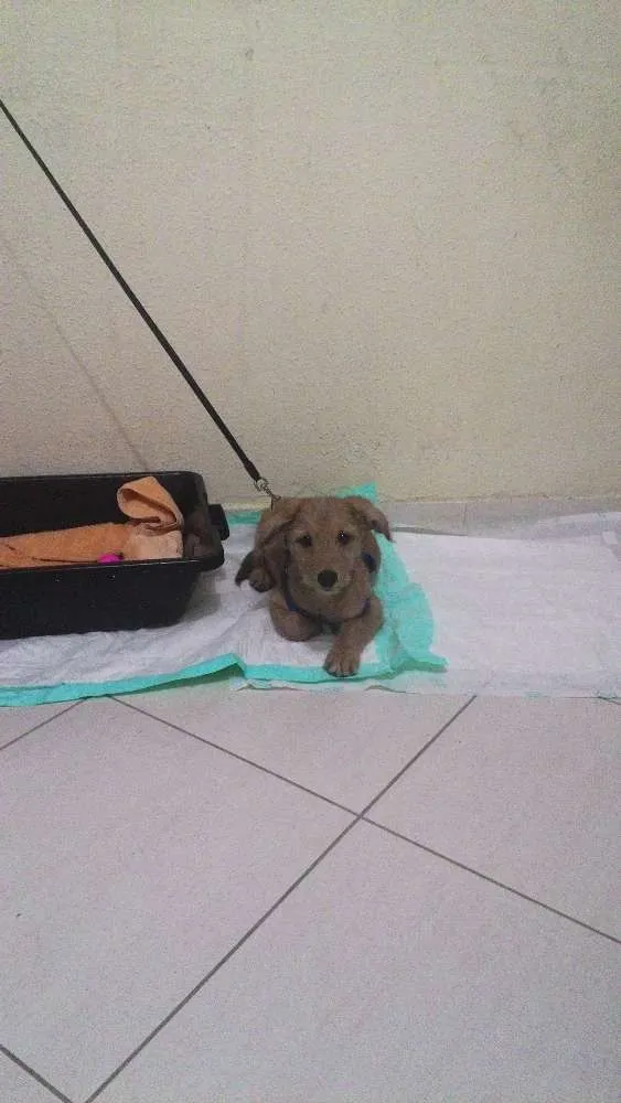 Cachorro ra a SRD idade 2 a 6 meses nome Brigadeiro Iago
