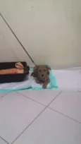 Brigadeiro Iago