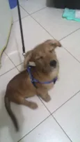 Brigadeiro Iago