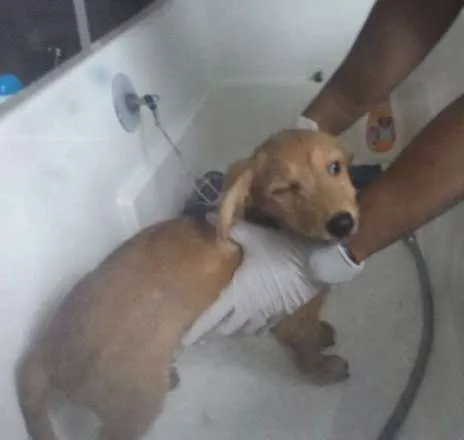 Cachorro ra a SRD idade 2 a 6 meses nome Brigadeiro Iago