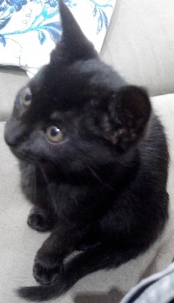 Gato ra a idade 2 a 6 meses nome Neguinho