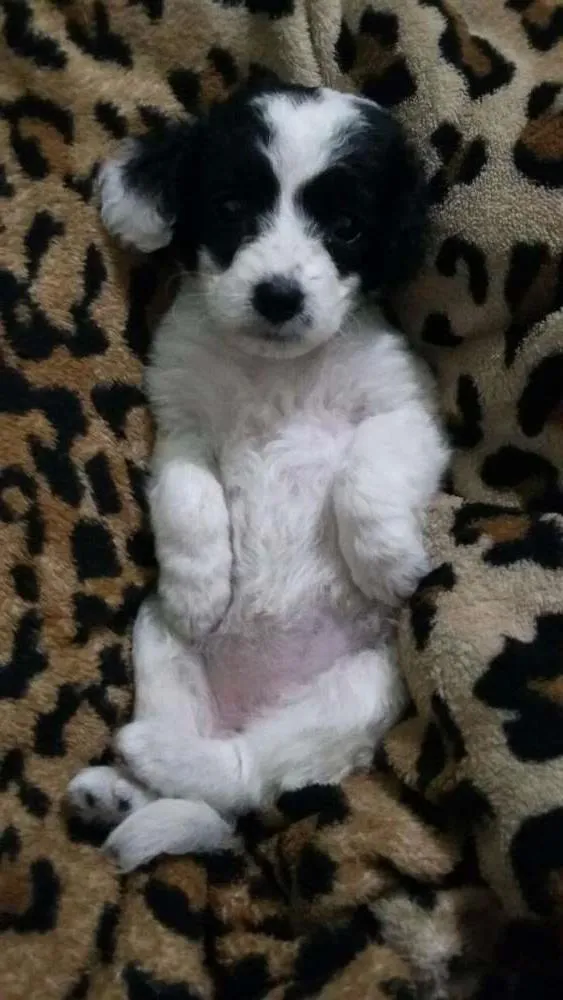 Cachorro ra a  idade 2 a 6 meses nome Meg