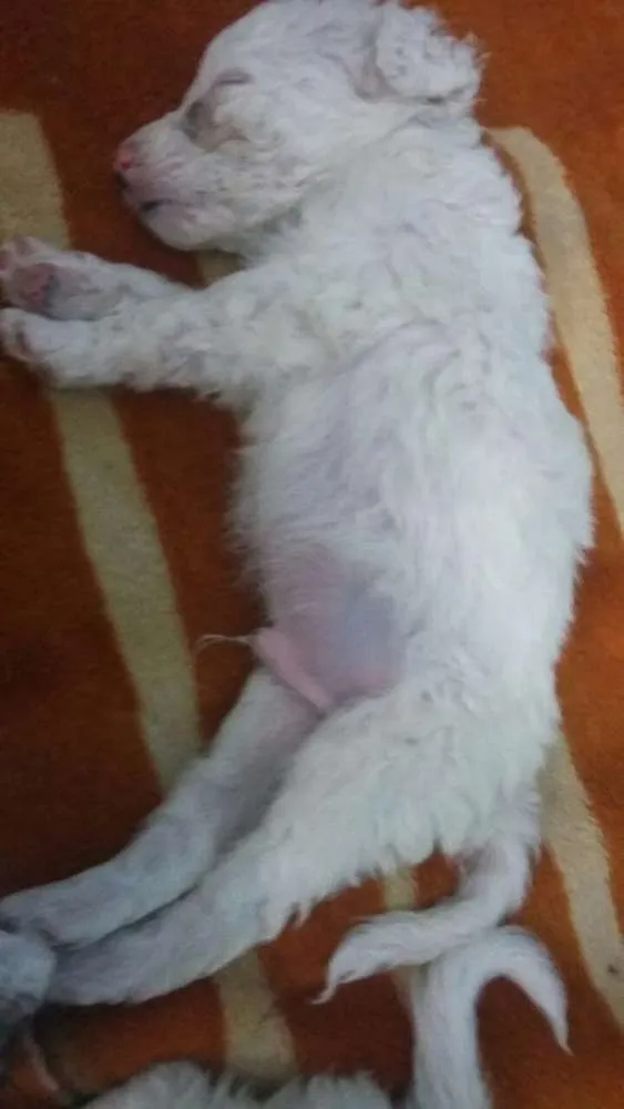 Cachorro ra a  idade 2 a 6 meses nome snoopy