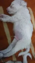 snoopy