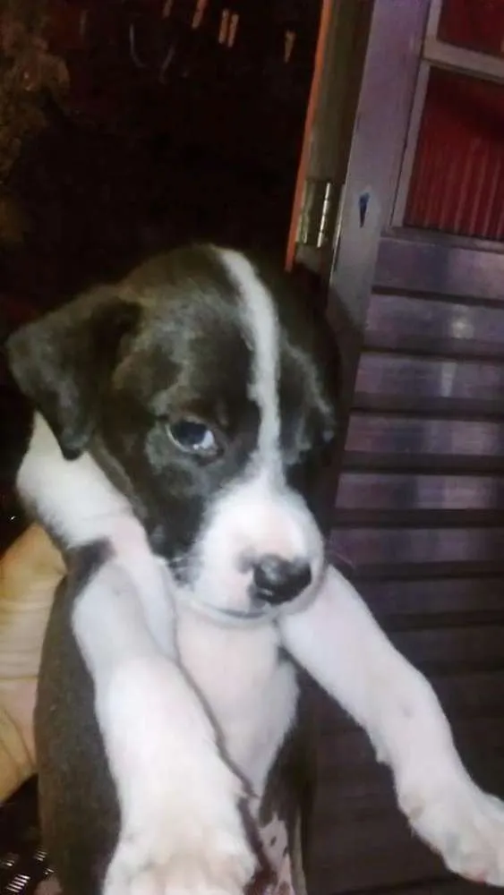 Cachorro ra a Vira lata idade 2 a 6 meses nome Marrom, Wine ( fême