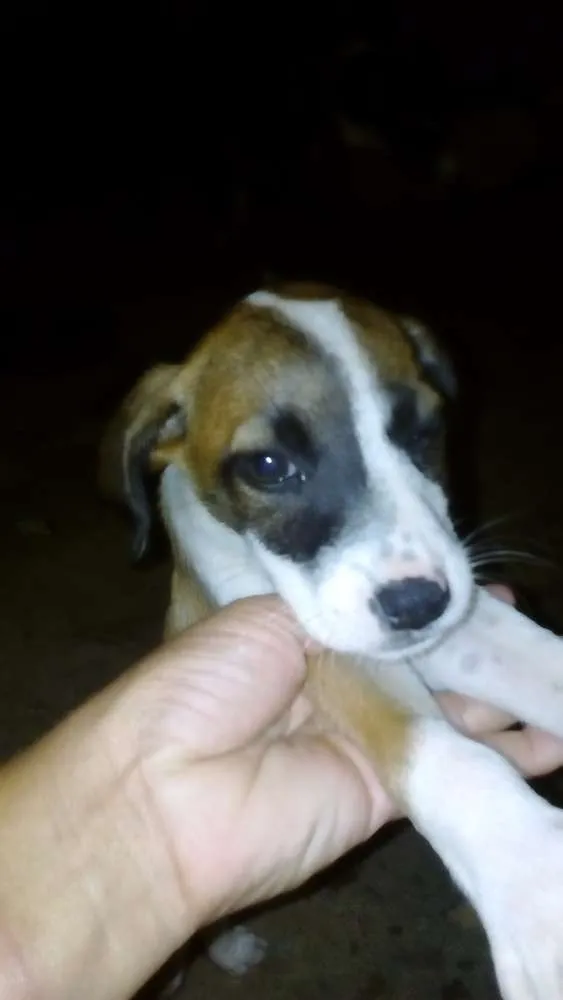 Cachorro ra a Vira lata idade 2 a 6 meses nome Marrom, Wine ( fême