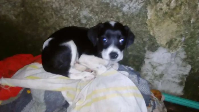Cachorro ra a Vira lata idade 2 a 6 meses nome Marrom, Wine ( fême