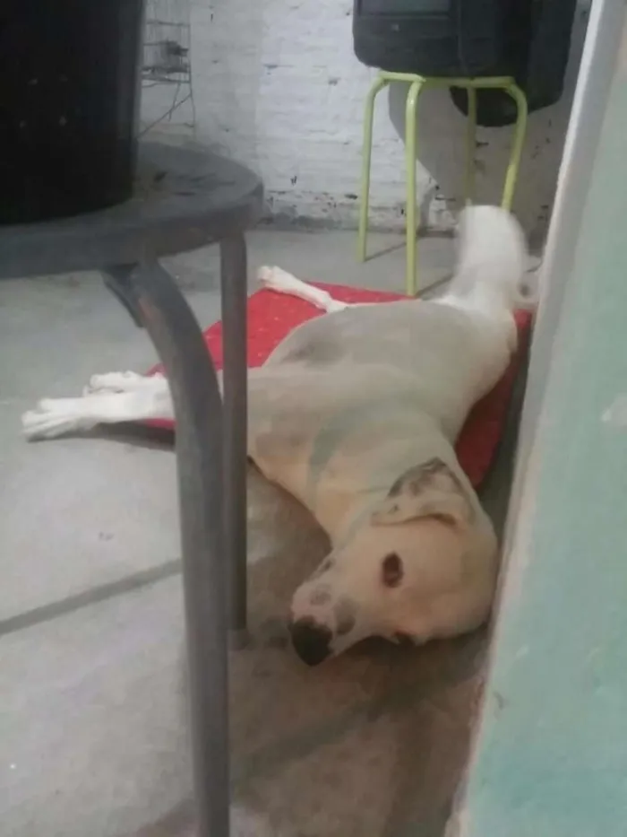 Cachorro ra a Indefinida idade 2 anos nome Branco