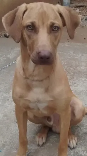 Cachorro raça  idade  nome Thor