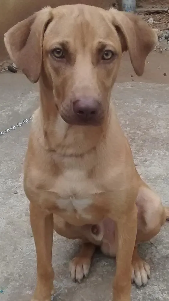 Cachorro ra a  idade  nome Thor
