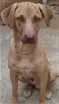 Cachorro raça  idade  nome Thor
