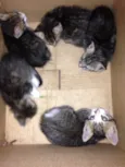 Gato