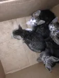 Gato