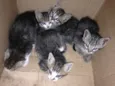 Gato