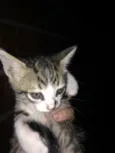 Gato