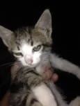 Gato