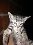 Gato