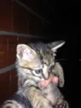 Gato