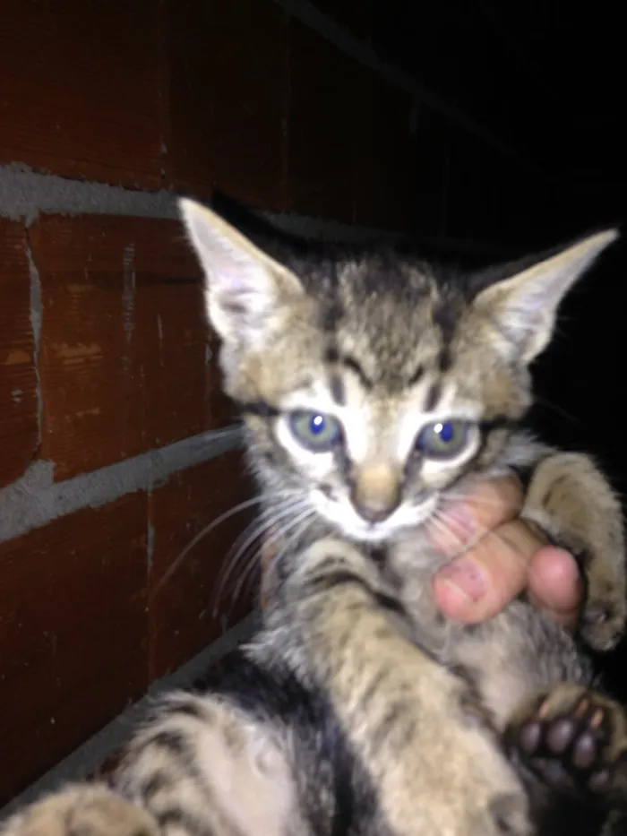 Gato ra a  idade  nome Gato 