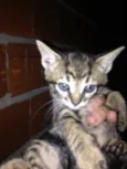 Gato