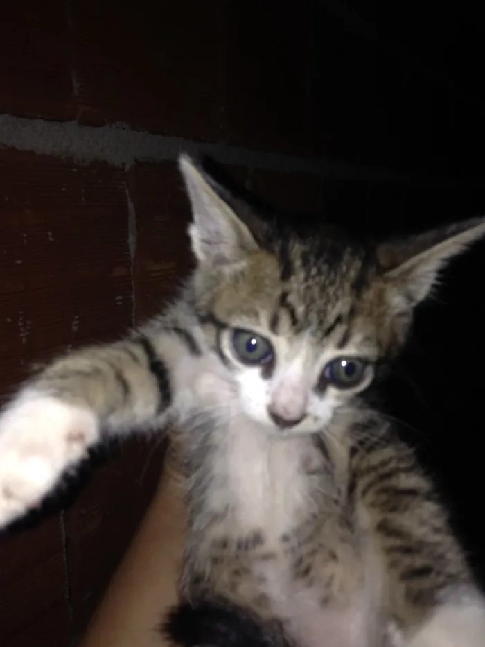Gato ra a  idade  nome Gato 