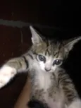 Gato
