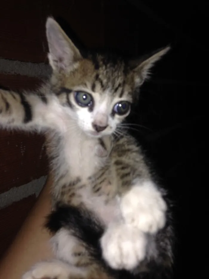 Gato ra a  idade  nome Gato 