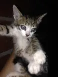 Gato