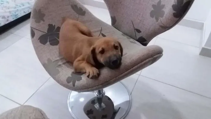 Cachorro ra a SRD idade 2 a 6 meses nome Paçoca