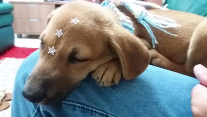 Cachorro ra a SRD idade 2 a 6 meses nome Paçoca