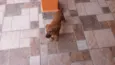 Paçoca